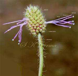  Flower head with floral buds ( 3 flowers opened)
